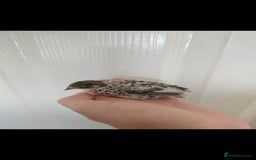 Quail poultry for sale: 8 button quail chicks for sale  - Image 8