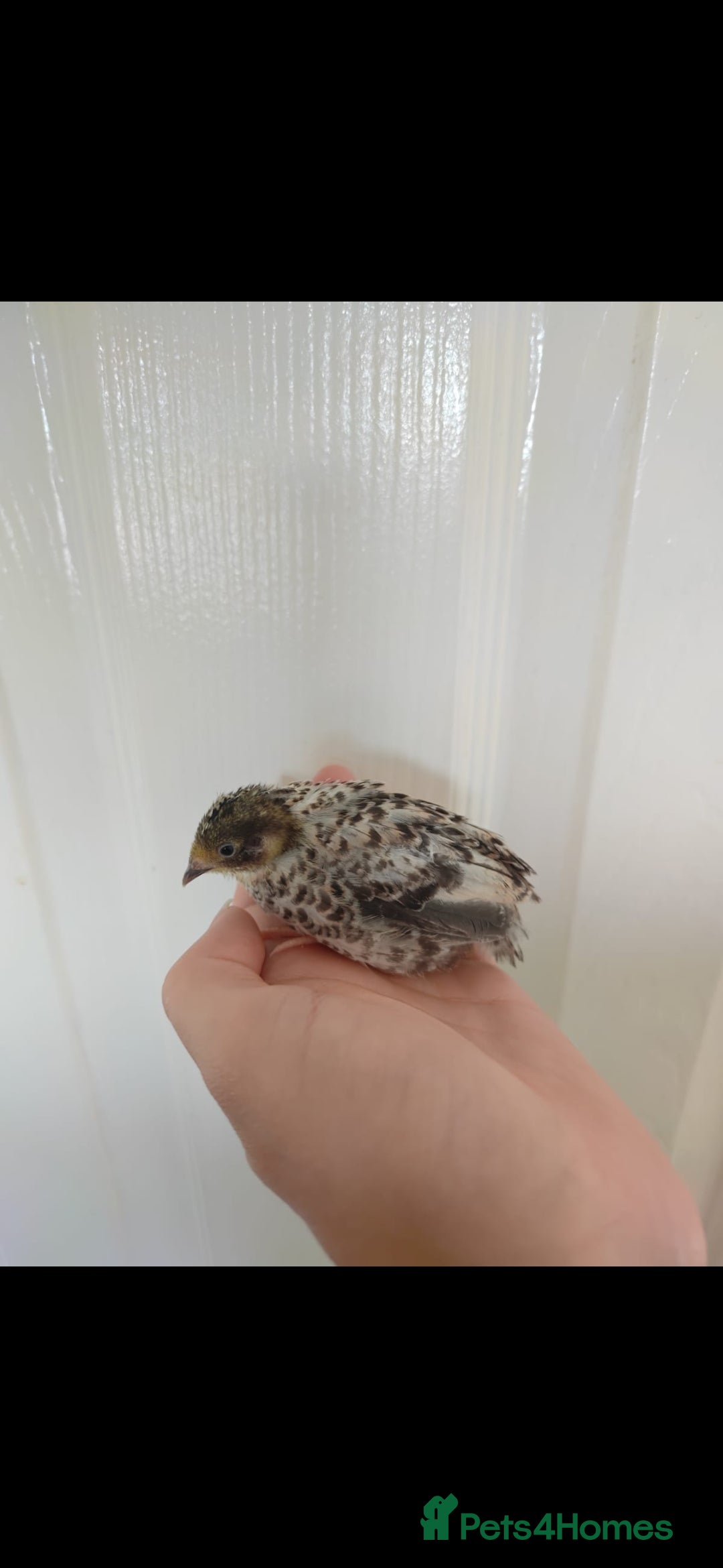 Quail poultry for sale: 8 button quail chicks for sale  - Image 8