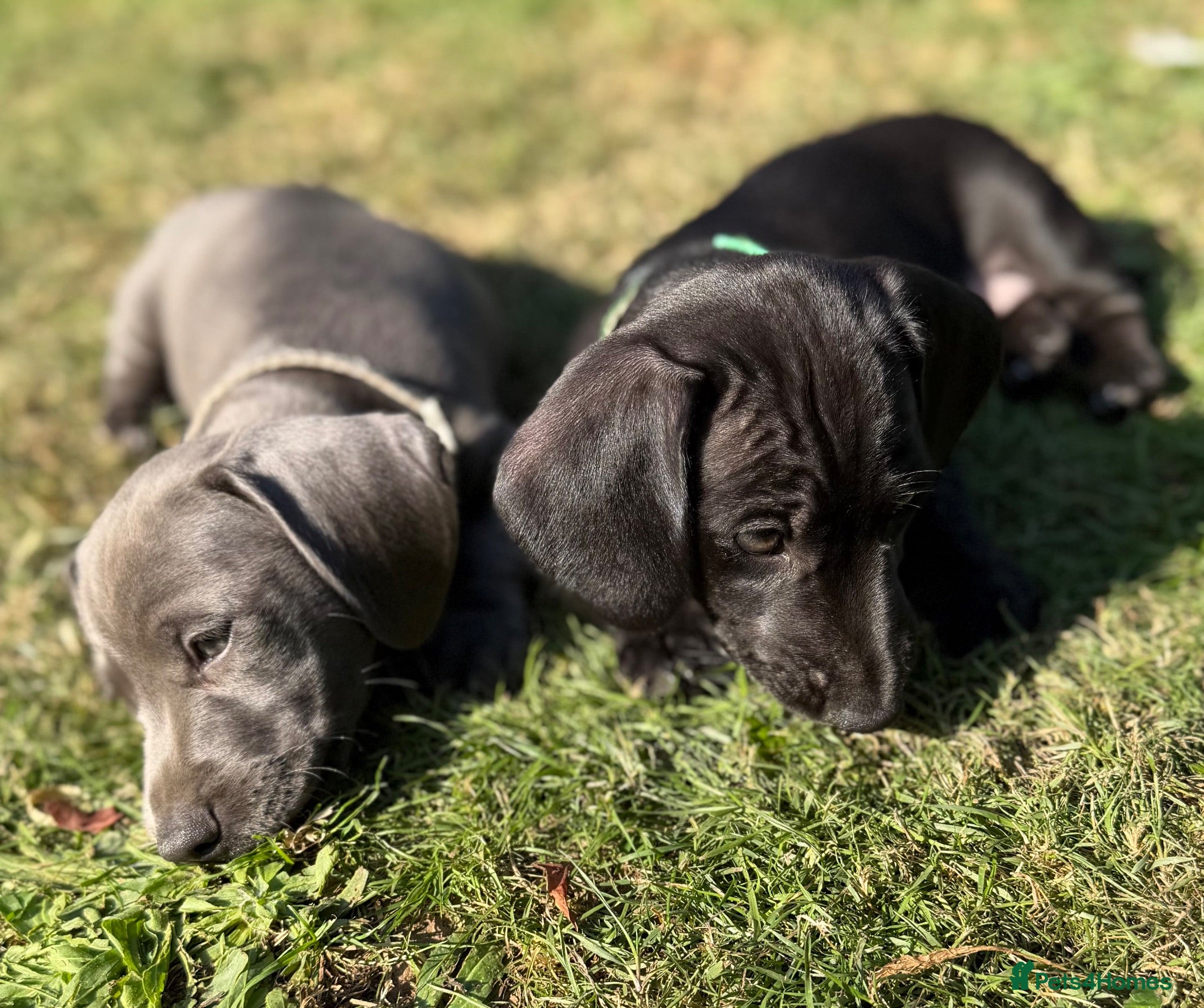 Miniature Dachshund dogs Ready Now – PRA Clear Rare Colour KC Dachshunds - Advert 1