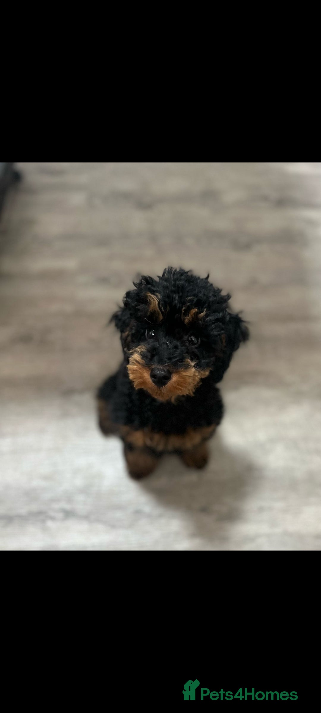 Toy Poodle dogs for stud:  fully Health tested kc reg toy poodle for stud in Doncaster - Advert 5