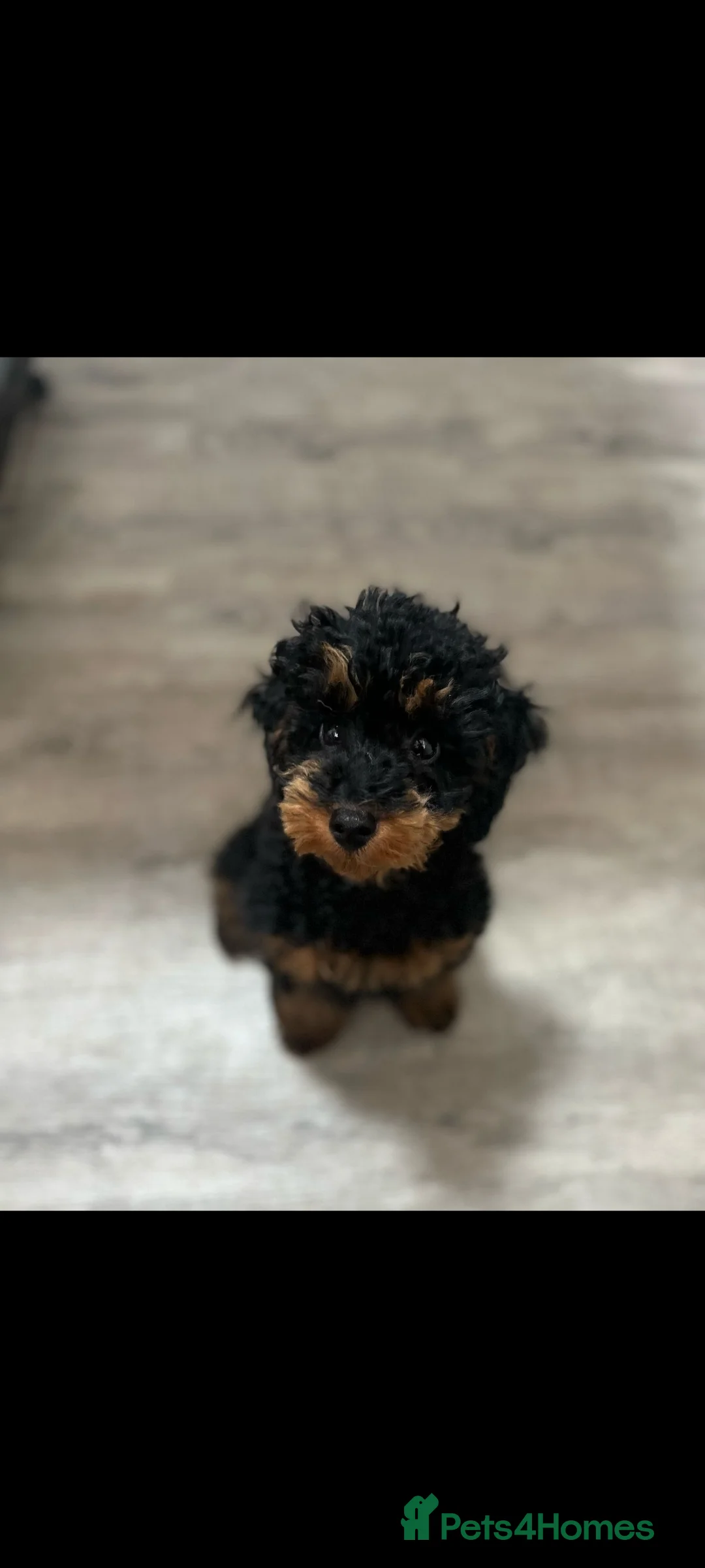 Toy Poodle dogs for stud:  fully Health tested kc reg toy poodle for stud in Doncaster - Advert 5
