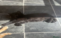 Mixed Breed cats for sale: 4 female kitten  - Image 3