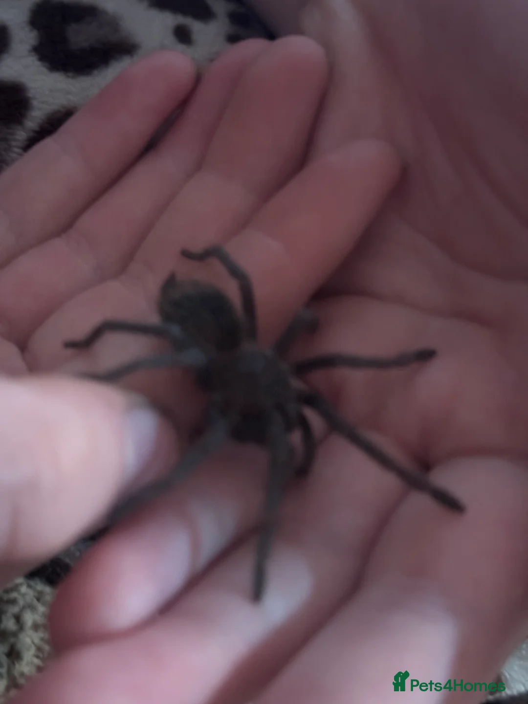 Tarantulas invertebrates for sale: Tarantulas with enclosures - Advert 6