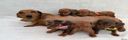 Miniature Dachshund dogs for sale: Dachshund puppies 3 boys 3 girls KC registered - Advert 12