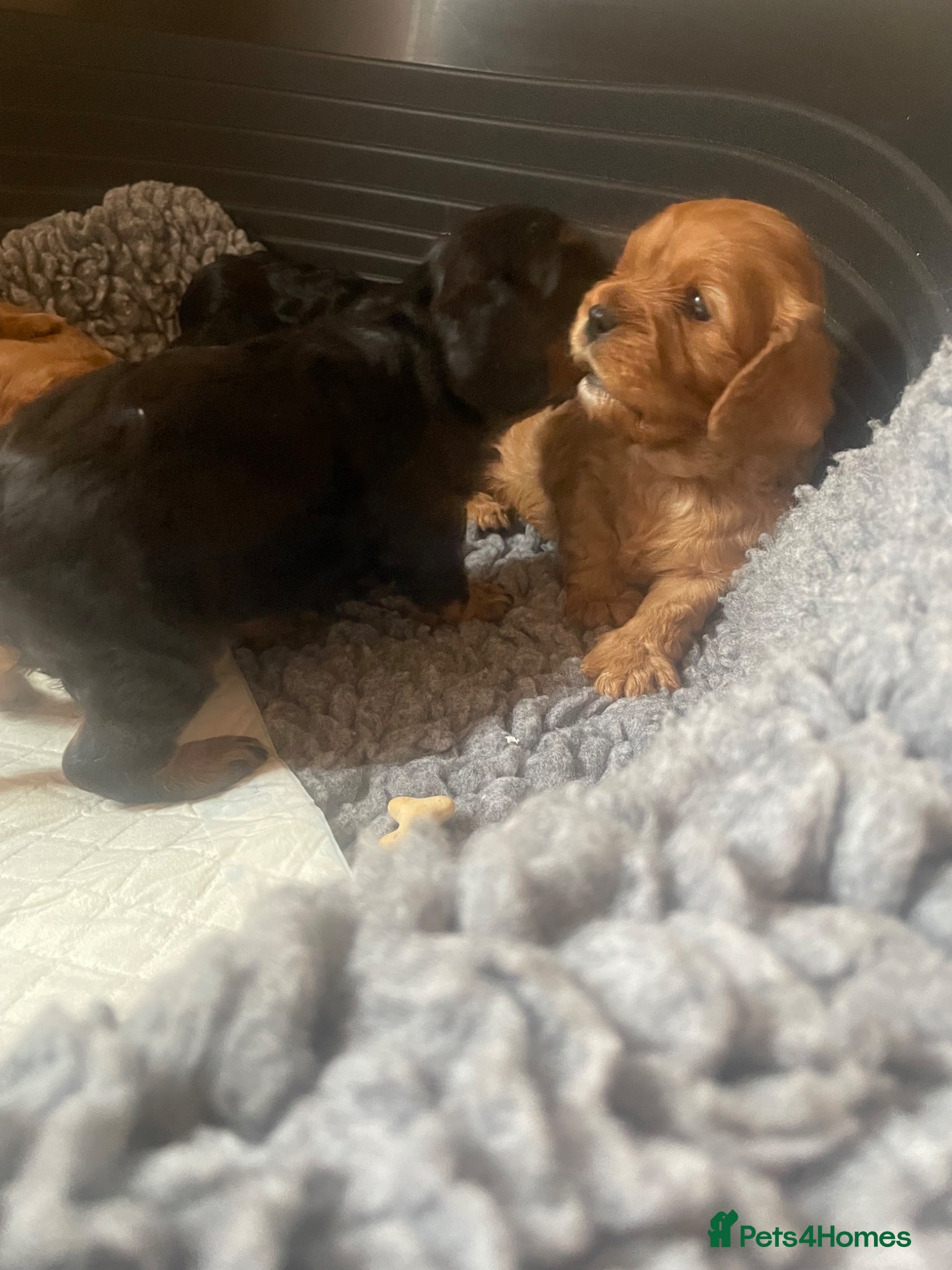 Cavalier King Charles Spaniel dogs for sale: King Charles cavalier babies  - Advert 34