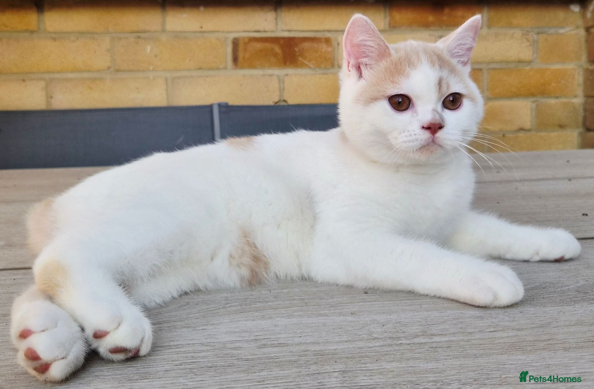 British Shorthair cats Gorgeous loving purr machines  - Advert 6