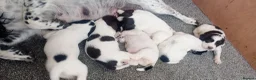 English Springer Spaniel dogs for sale: English springer spaniel pups  - Advert 5
