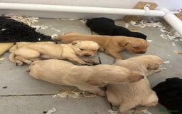 Labrador Retriever dogs for sale: 5⭐️kc reg Labrador puppies⭐️ - Image 11