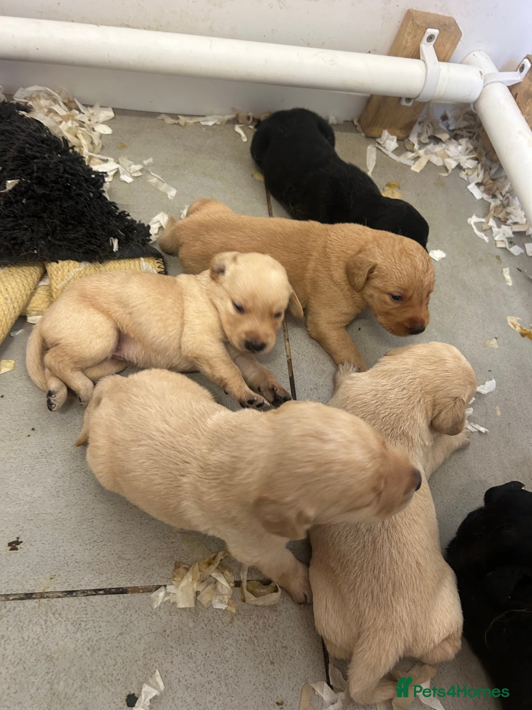Labrador Retriever dogs for sale: 5⭐️kc reg Labrador puppies⭐️ - Image 11
