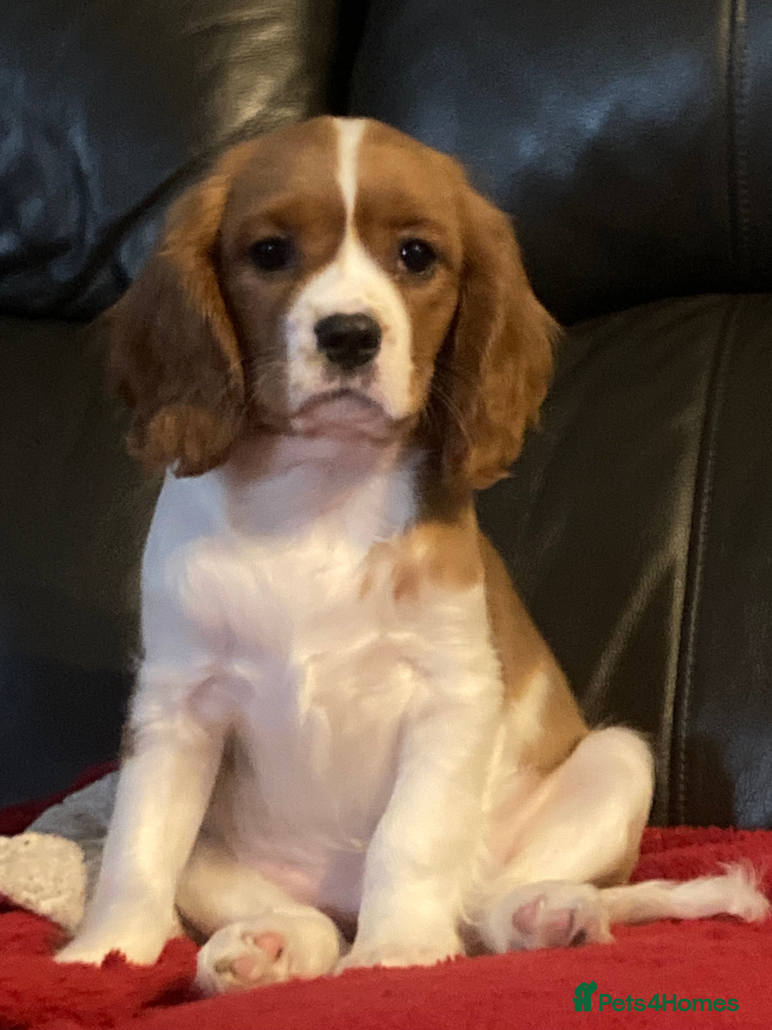 Cavalier King Charles Spaniel dogs Dna tested cavalier puppies - Advert 8