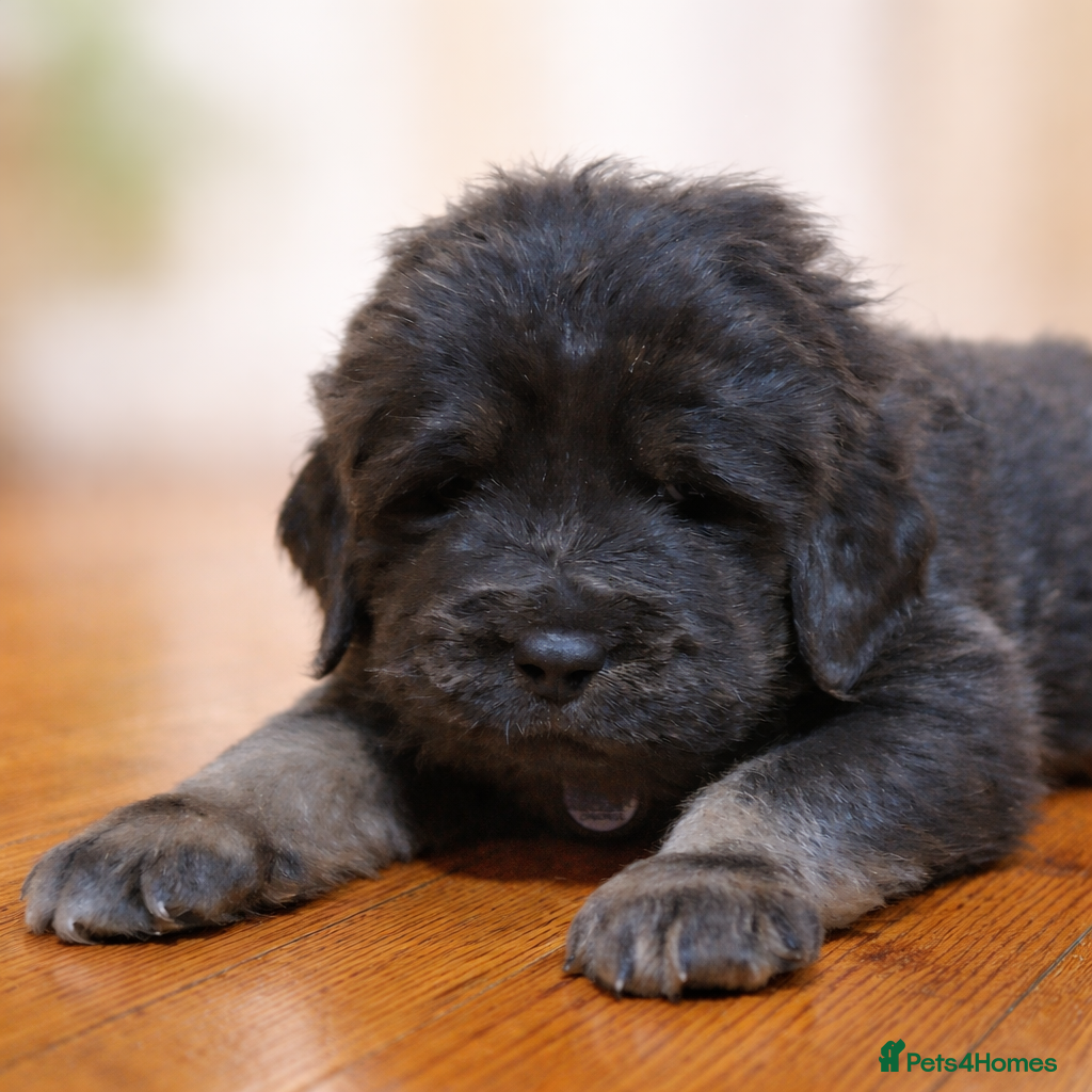 Tibetan Mastiff dogs Tibetan Mastiff - Advert 1