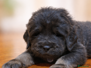 Tibetan Mastiff dogs Tibetan Mastiff - Advert 7