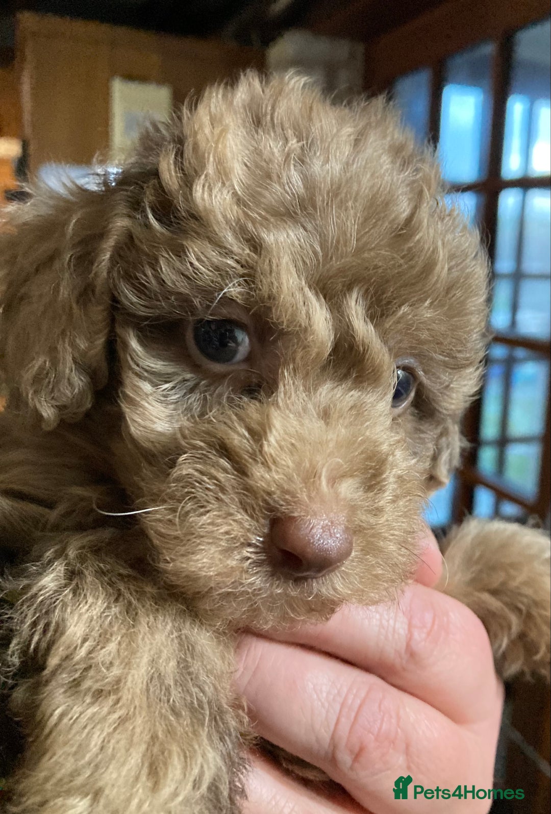 Bordoodle dogs for sale:  Beautiful Bordoodle Puppies inc Merle/Apricot - Advert 3