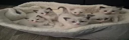 Ragdoll cats for sale: Beautiful Bi-Colour Ragdoll's - Advert 1