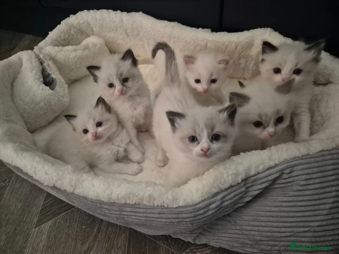 Ragdoll cats for sale: Beautiful Bi-Colour Ragdoll's - Advert 1