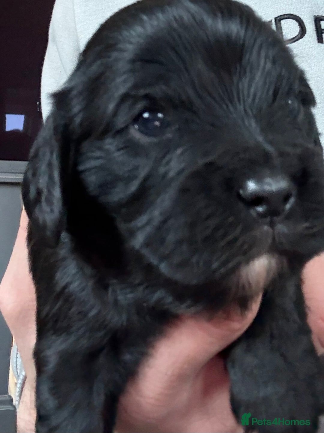 Mixed Breed dogs for sale: Gorgeous toy apricot and black cavapoos  - Advert 7