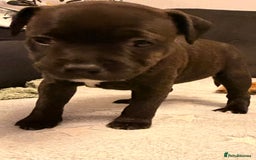Staffordshire Bull Terrier dogs for sale: Staffordshire Bull Terrier puppies for sale  - Image 15