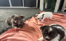 Chihuahua dogs for sale: Full pedigree Chihuahua puppies  - Image 9