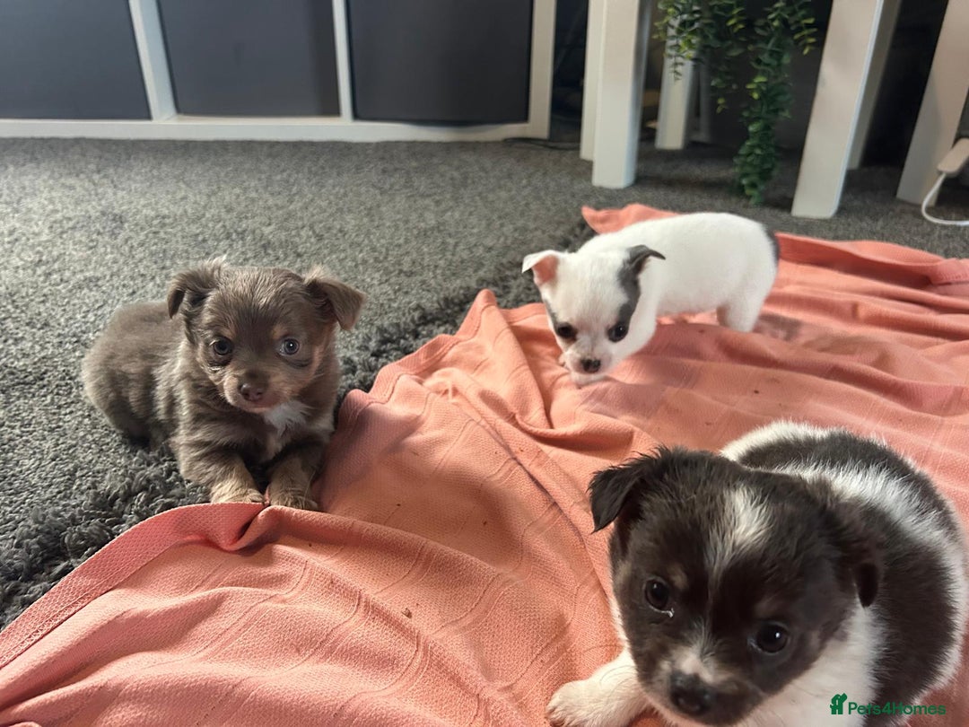 Chihuahua dogs for sale: Full pedigree Chihuahua puppies  - Image 9