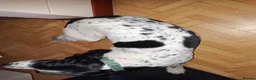 English Springer Spaniel dogs for stud: Black and white PROVEN Springer Spaniel for stud. - Advert 5