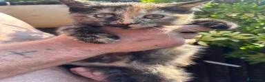 Mixed Breed 2