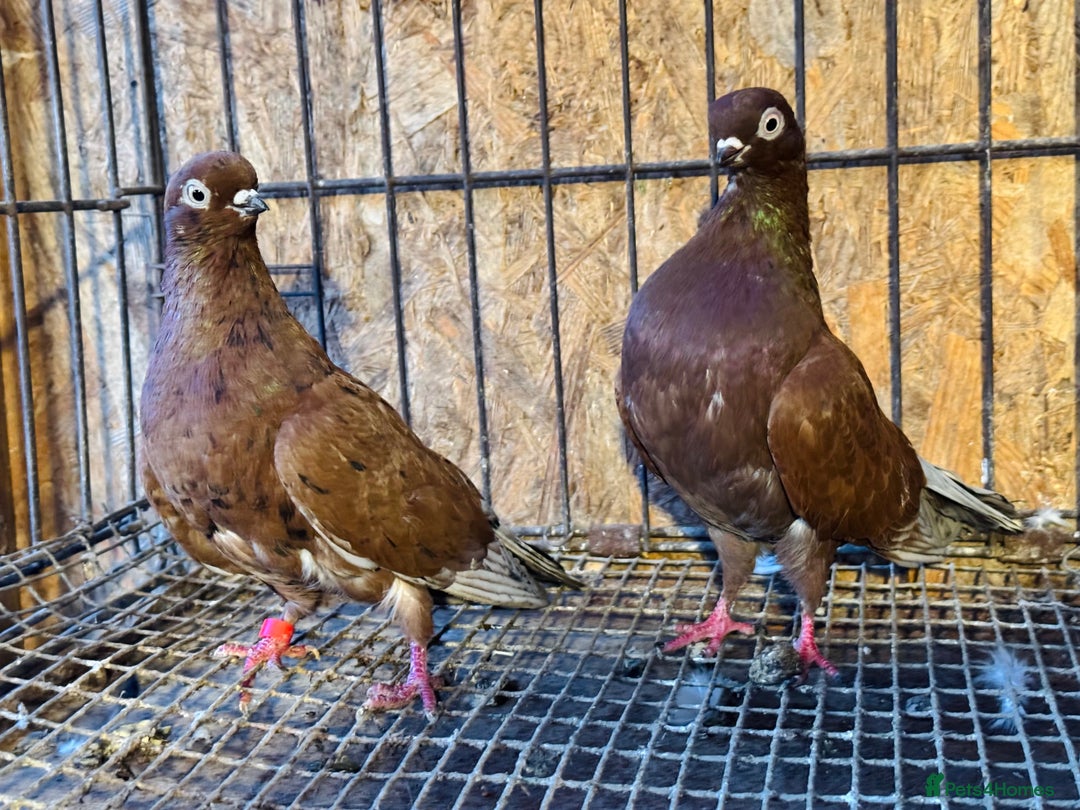Pigeons birds for sale: RARE COLOUR PORTUGUESE TUMBLER PIGEONS - Advert 10