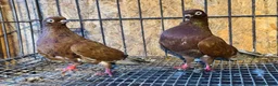 Pigeons birds for sale: RARE COLOUR PORTUGUESE TUMBLER PIGEONS - Advert 10