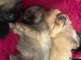 Pomeranian dogs Kc reg stunning pomeranian puppies - Advert 4