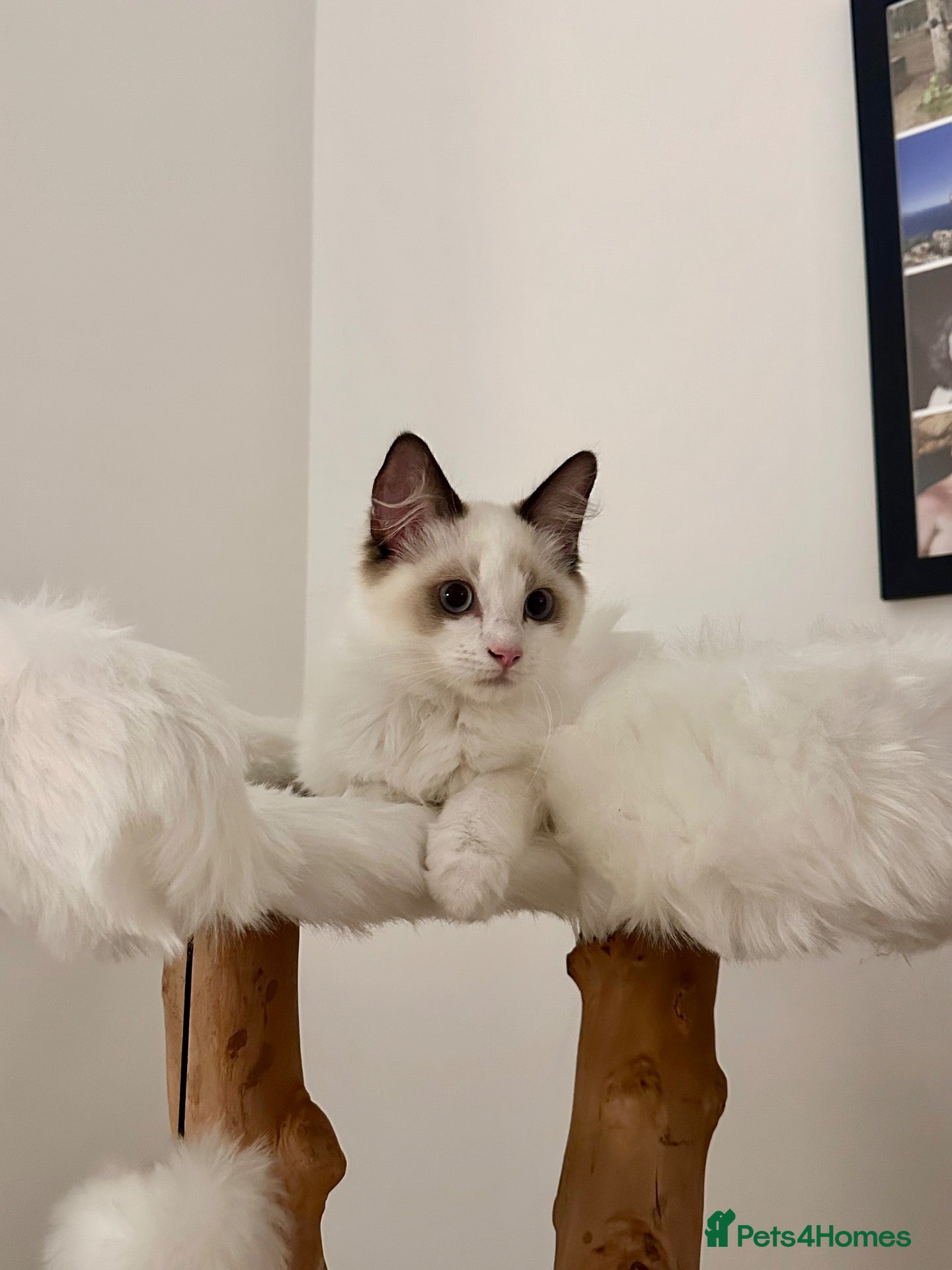 Ragdoll cats Beautiful Ragdoll Boy Looking for His Forever Home - Advert 1