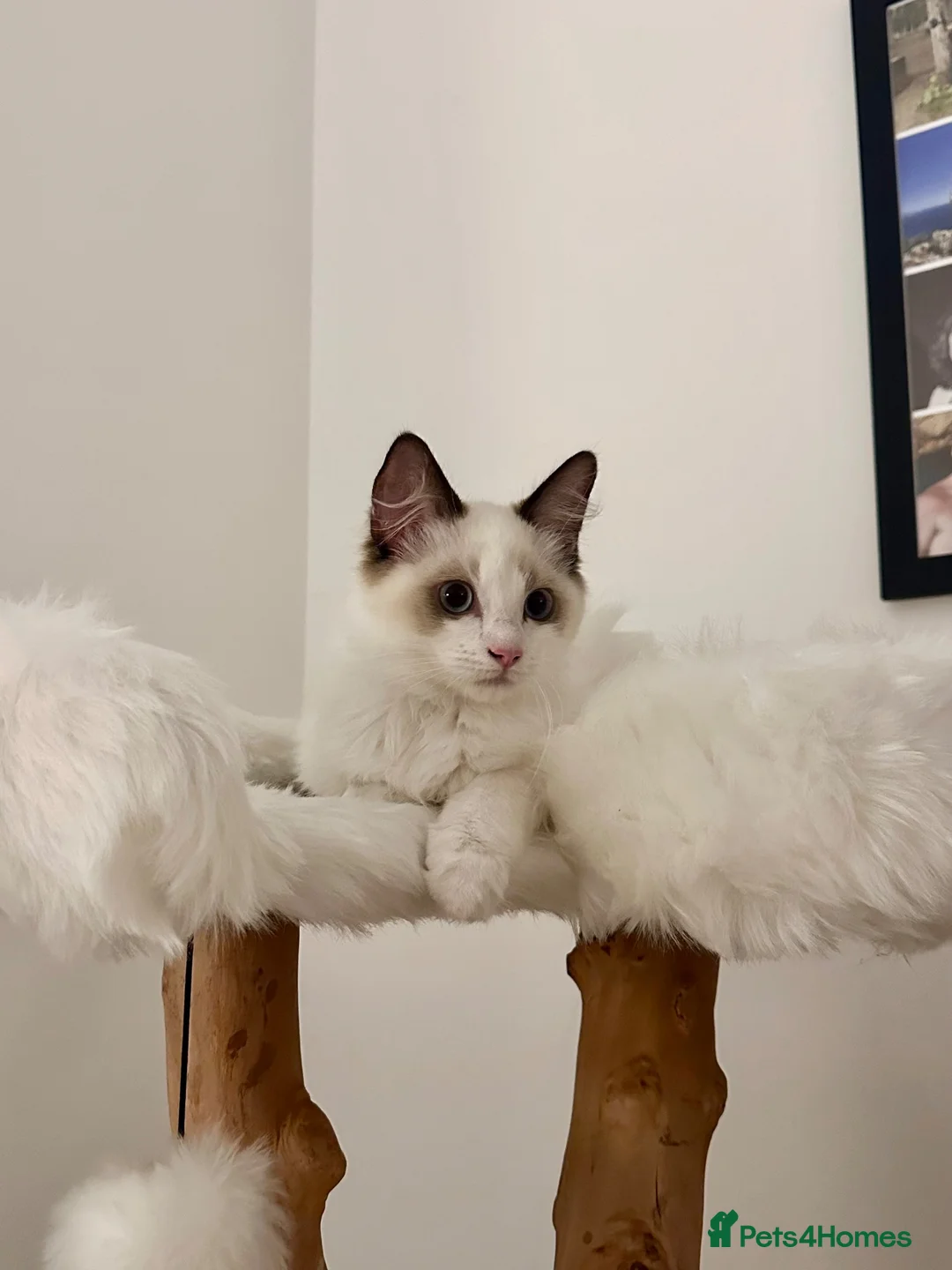 Ragdoll cats for sale: Beautiful Ragdoll Boy Looking for His Forever Home - Advert 1