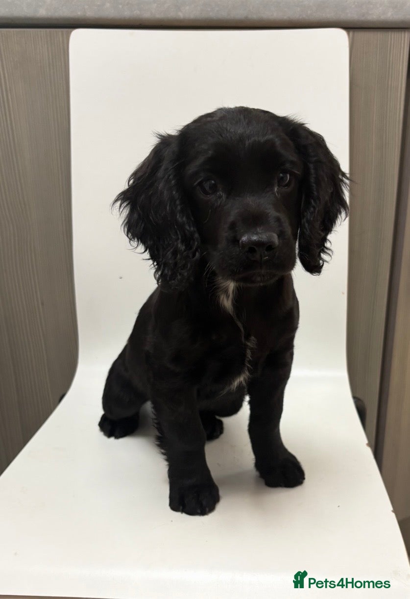 Sprocker dogs  Sprocker puppies  - Advert 1