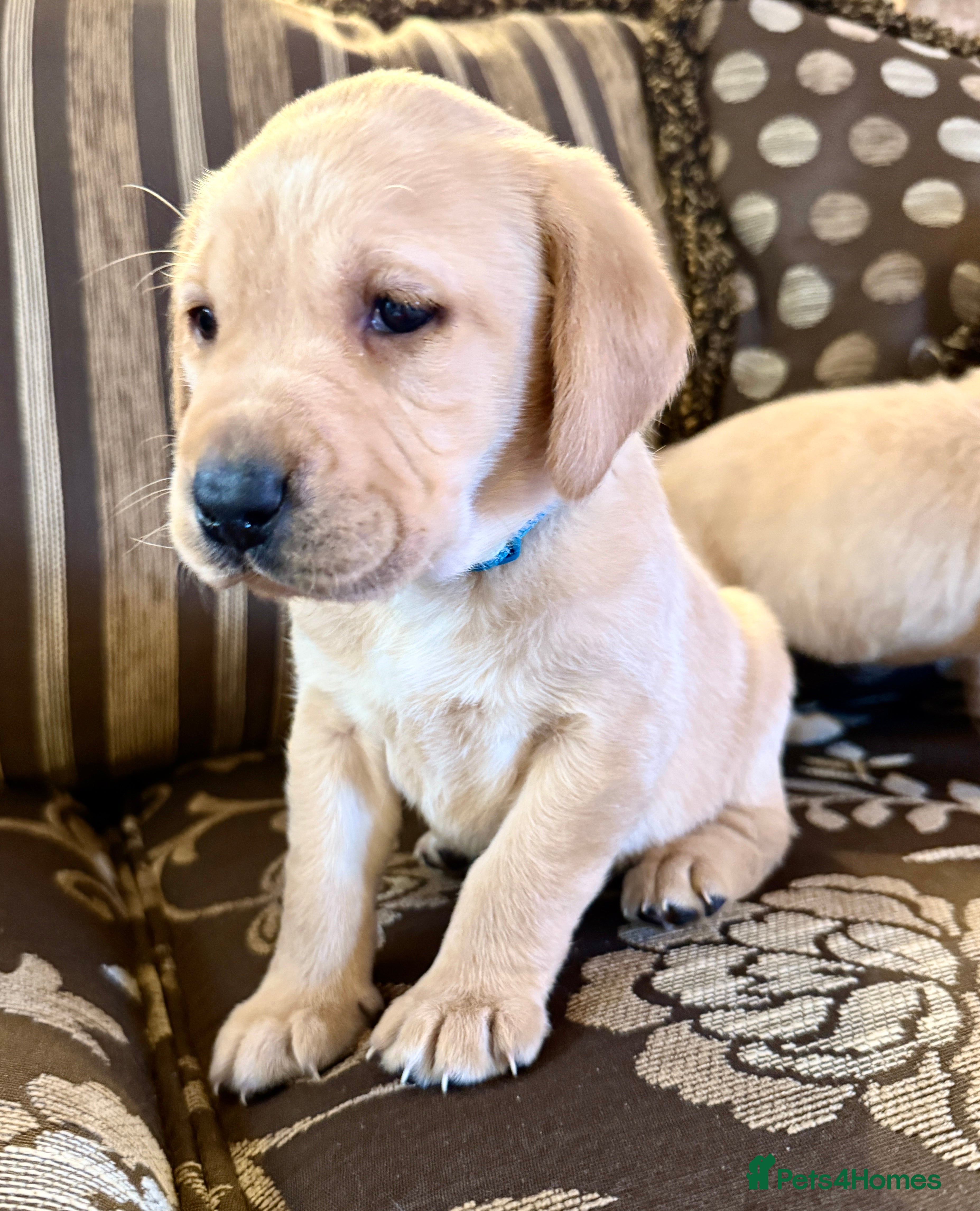 Labrador Retriever dogs Classic English show type Labrador puppies  - Advert 1