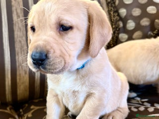 Labrador Retriever dogs Classic English show type Labrador puppies - Advert 15