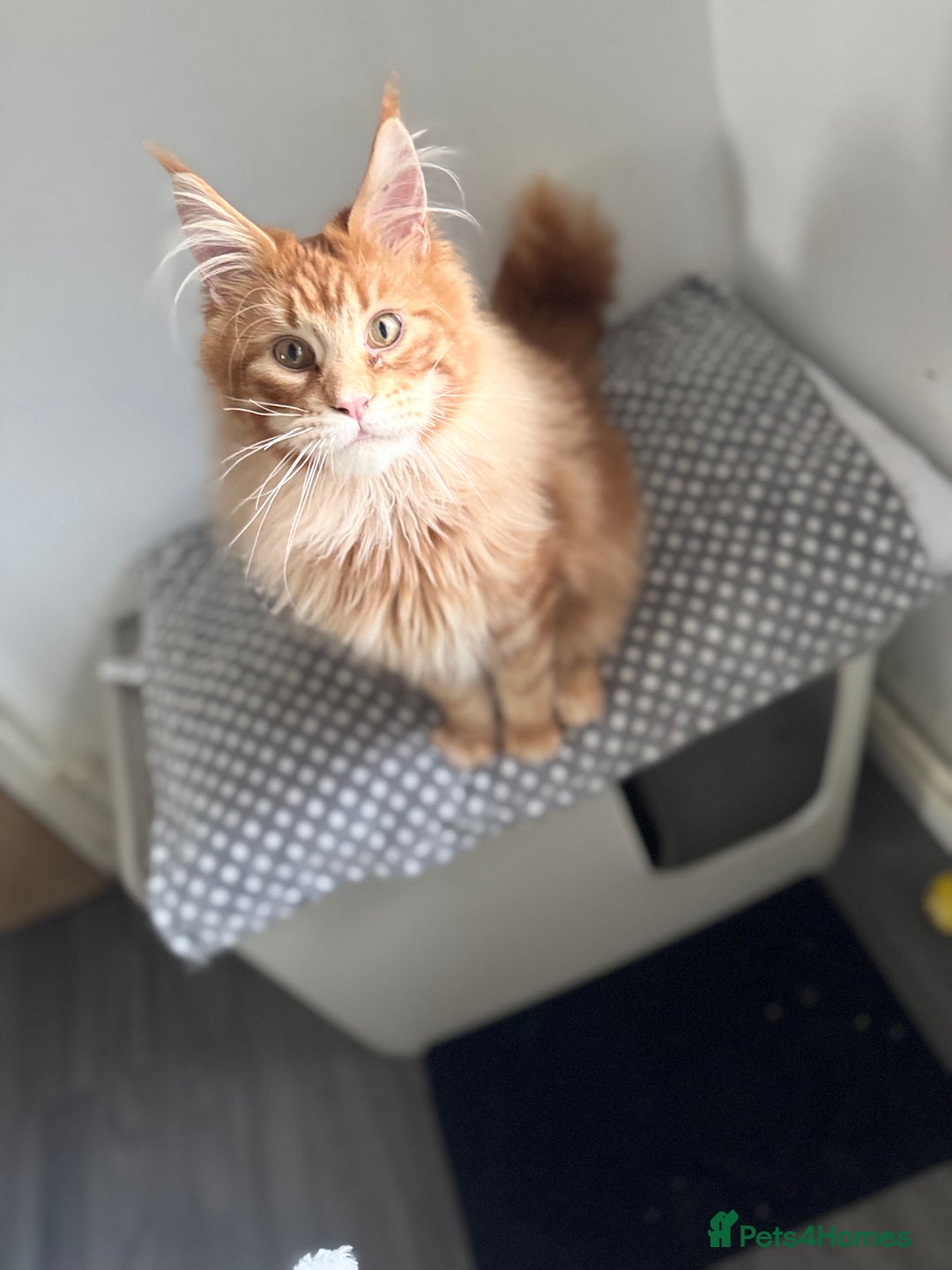 Maine Coon cats for stud: Proven Red tabby Maine coon stud - Image 6