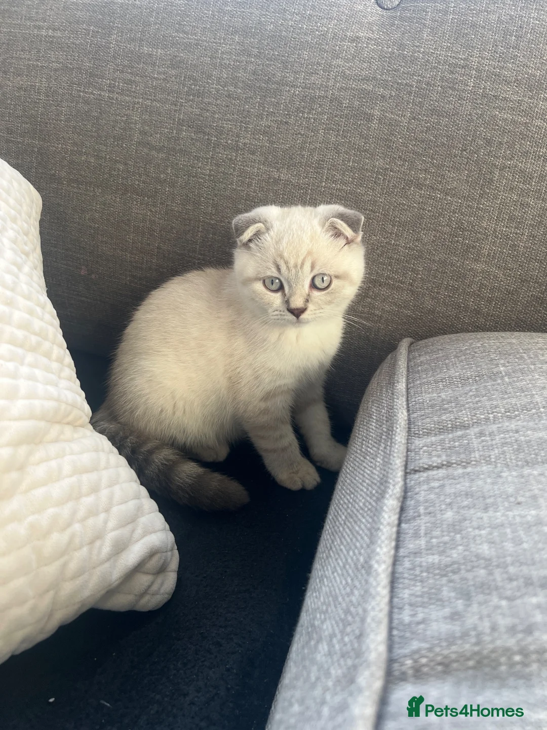 British Shorthair cats for sale: British Shorthair / Scottish fold in Bradford - Advert 2