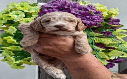 Cockapoo dogs for sale: 3 left gorgeous apricot f1 DNA tested Cockerpoos  - Image 13