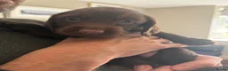 Sprocker dogs for sale: Gorgeous Chocolate Cocker Spaniel Puppies in Shrewsbury - Advert 22