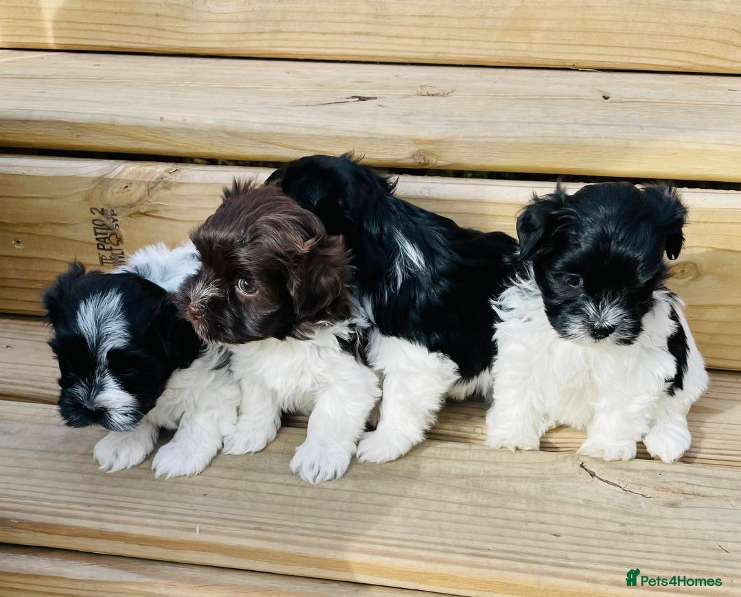 Havanese dogs for sale: Healthy, and full of joy Havanese pups. - Advert 5