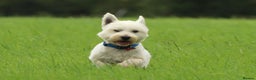 West Highland Terrier dogs for stud: Beautiful compact West Highland Stud  - Advert 4