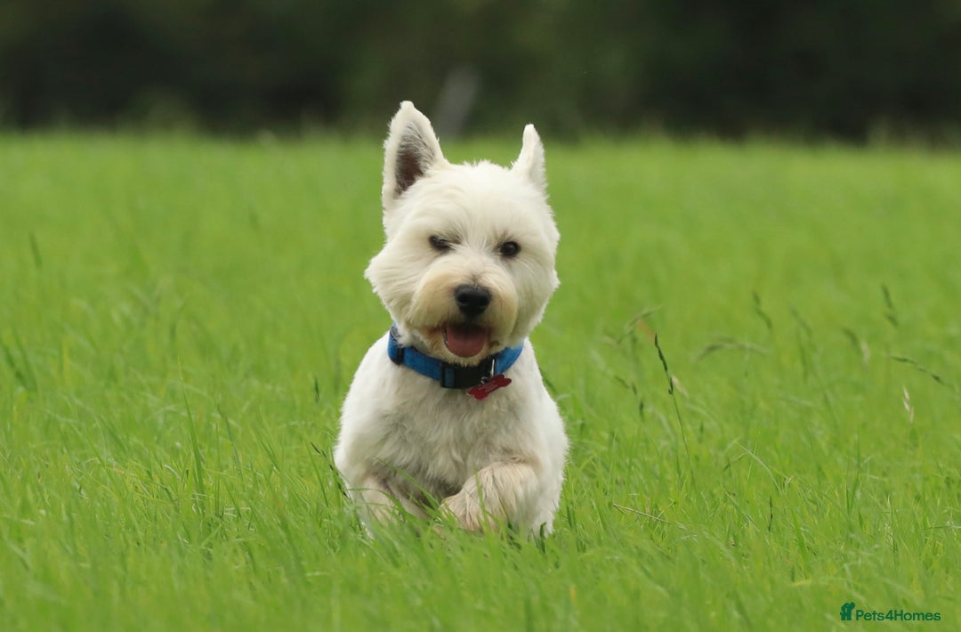 West Highland Terrier dogs for stud: Beautiful compact West Higjland Stud  - Image 4
