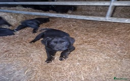 Mixed Breed dogs for sale: Malamute x black Labrador - Image 9