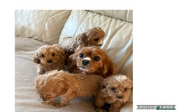 Cavapoo dogs for sale: Beautiful Cavapoo Puppy’s  - Advert 1