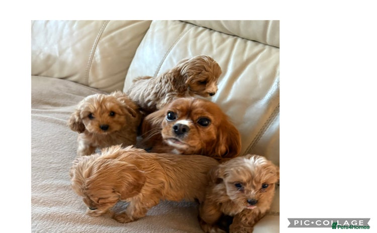Cavapoo dogs Beautiful Cavapoo Puppy’s  - Advert 1