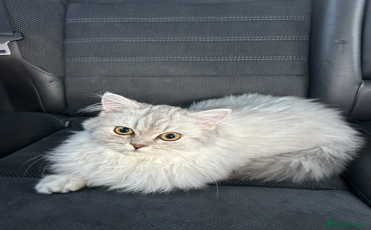 Persian cats - Advert 5