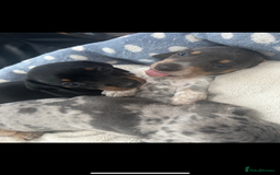 Miniature Dachshund dogs for sale: Stunning rare Miniature Dachshunds - Image 5