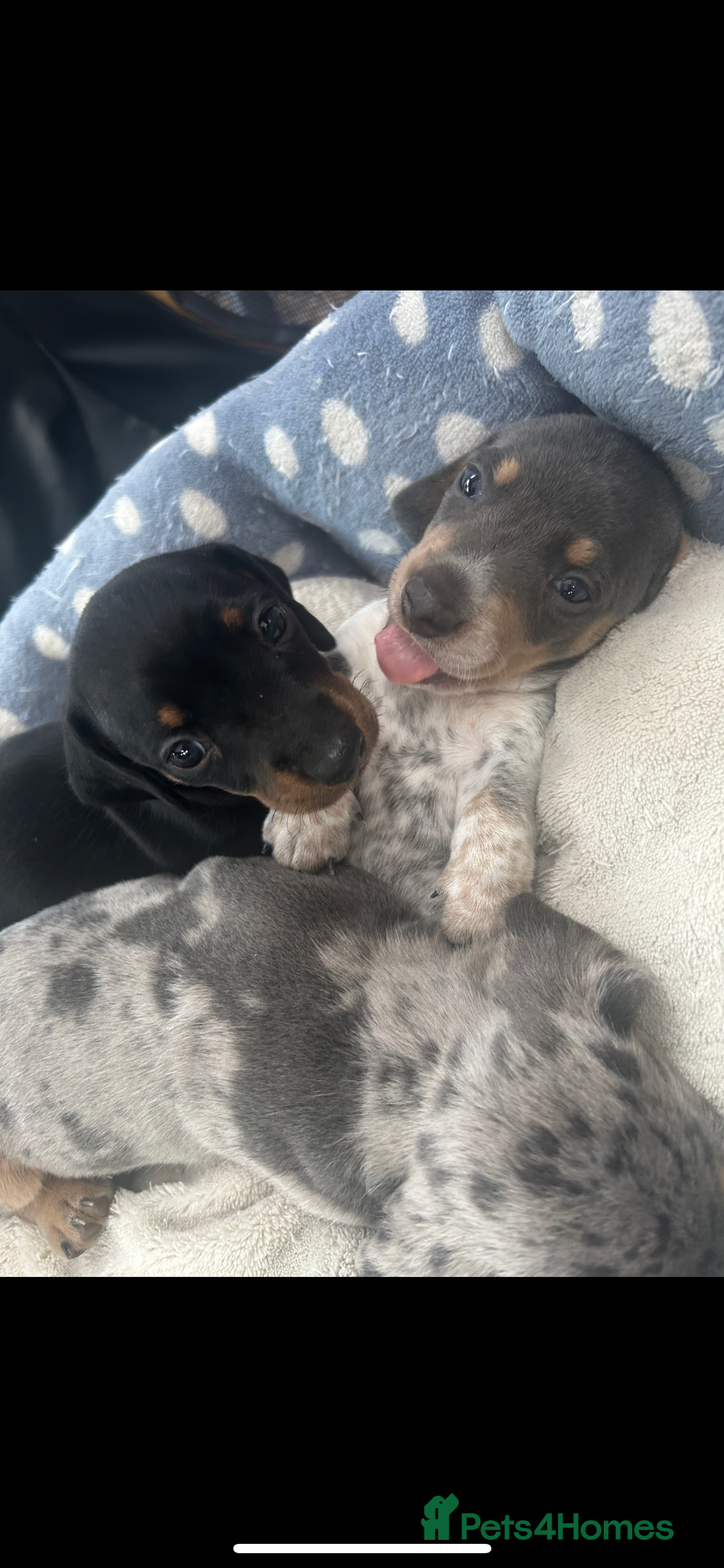 Miniature Dachshund dogs for sale: Stunning rare Miniature Dachshunds - Image 5