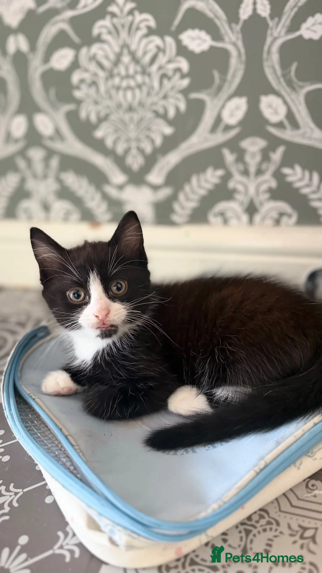 Mixed Breed cats for sale: Adorable Kittens Looking for Loving Homes 🐾 - Advert 12