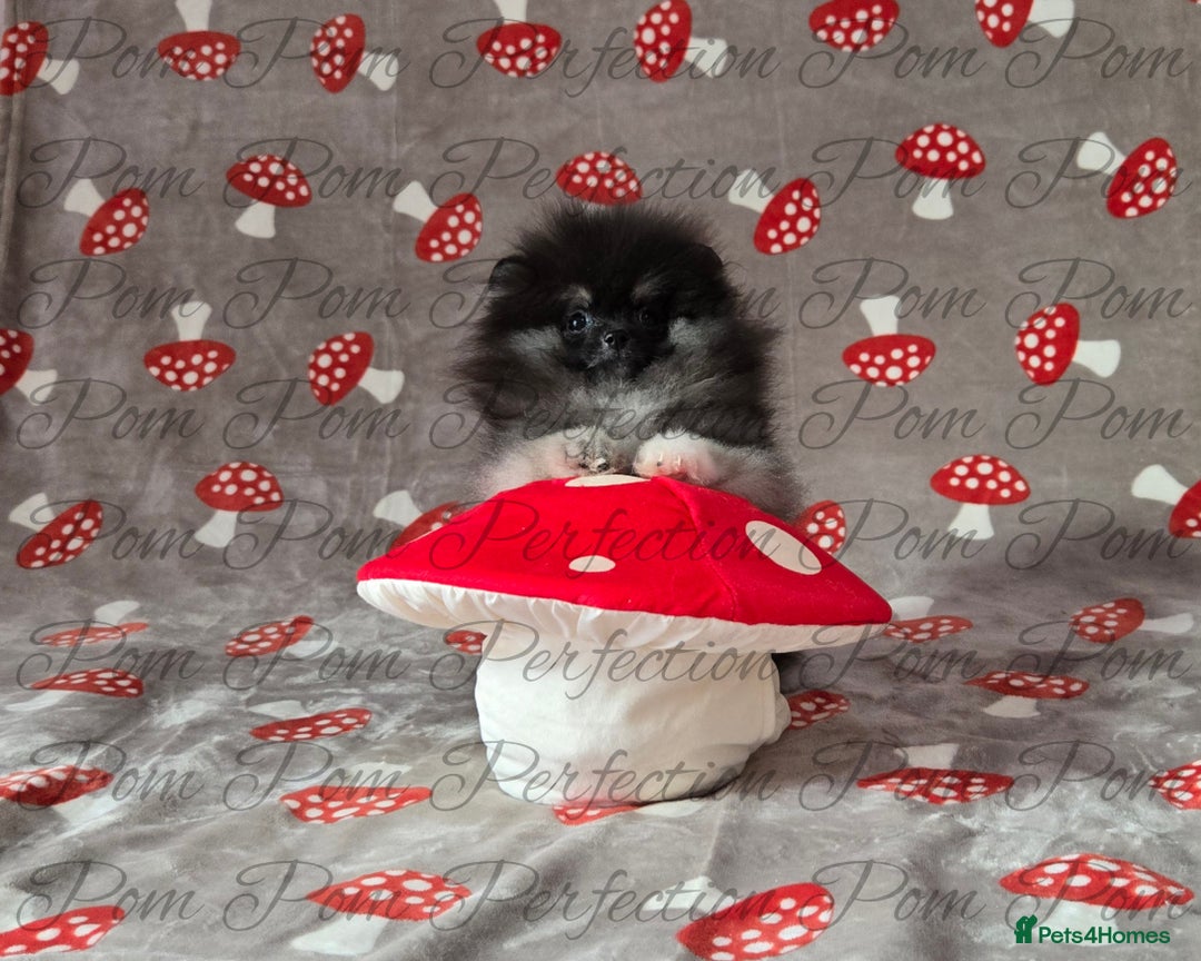 Pomeranian dogs for sale: Gorgeous Teddy Bear Pomeranian Puppy - Image 2