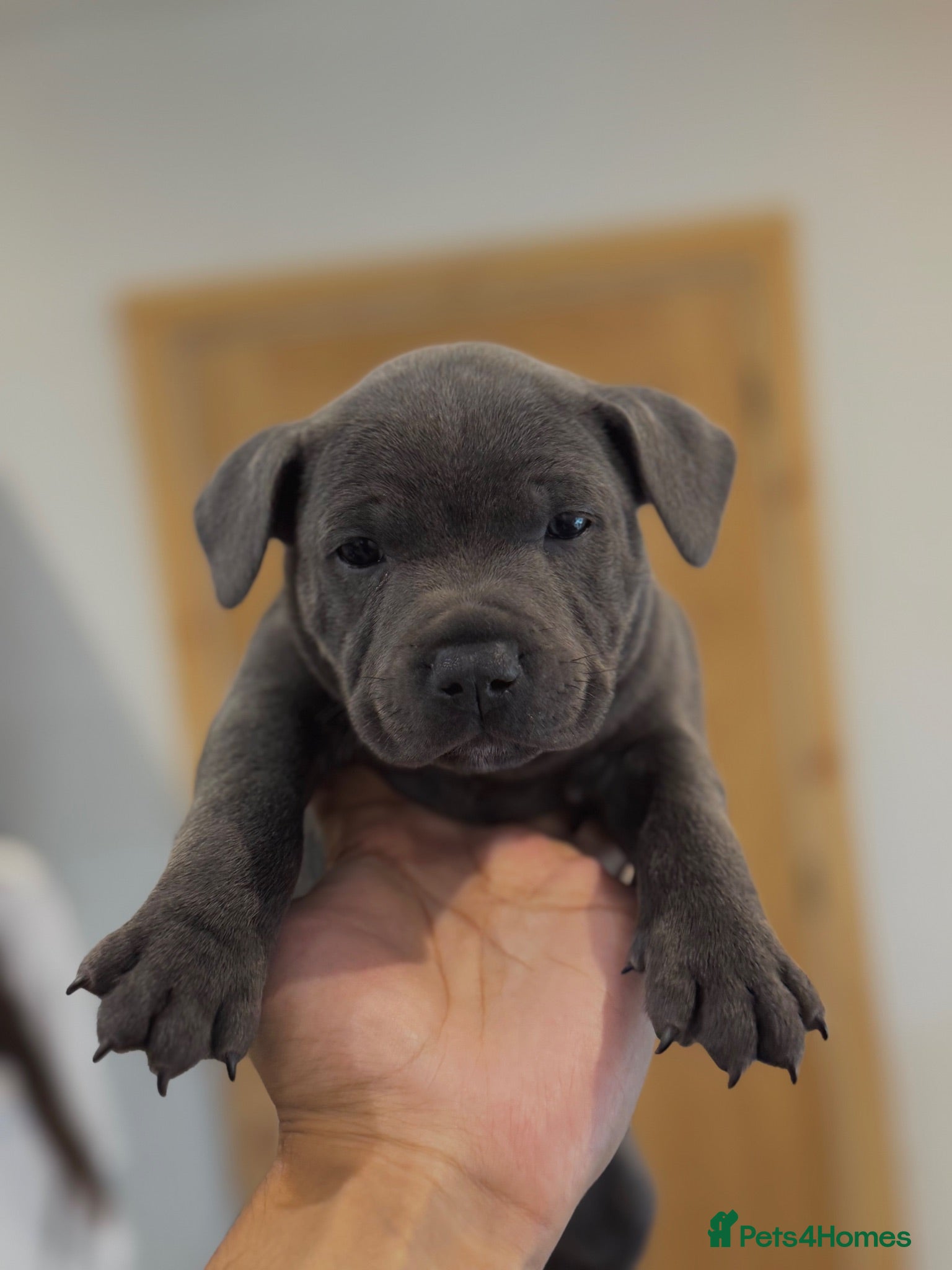 Staffordshire Bull Terrier dogs Health Tested KC Staffordshire Bull Terriers - Advert 2