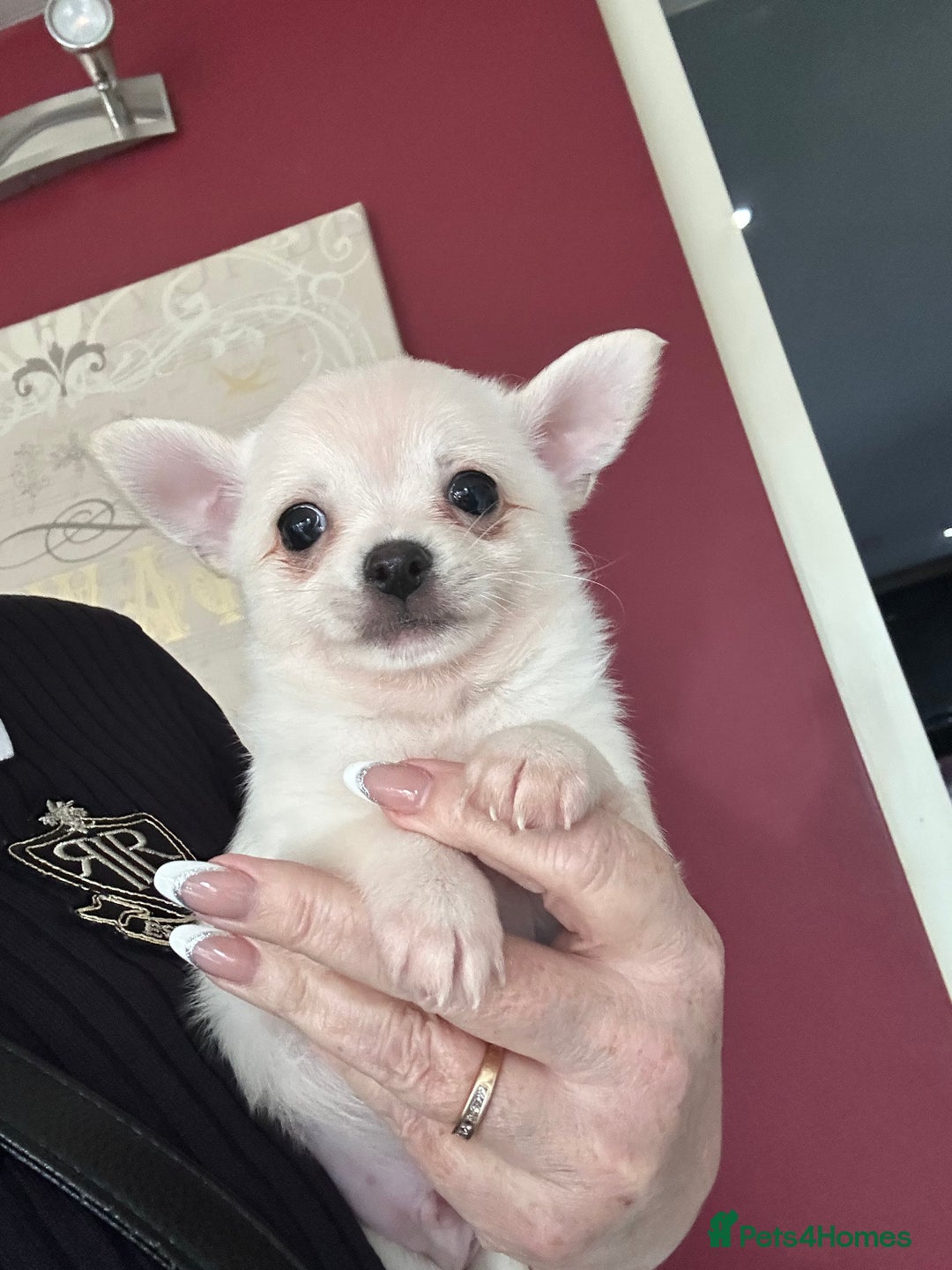 Pomchi dogs for sale: Tiny Pomchi - Image 15